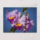 Search for cattleya orchid postcards Growth