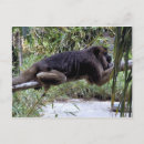 Search for monkey postcards Jungle