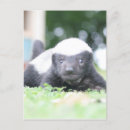 Search for badgers postcards Cute