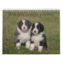 Search for border collie gifts Puppies