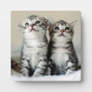 Search for cat baby kids Cute animals