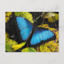Search for blue morpho postcards Insect