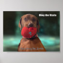 Search for vizsla posters Funny dog