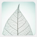Search for leaf veins stickers Photosynthesis