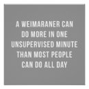 Search for weimaraner posters Dog