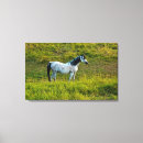 Search for danita delimont canvas prints Brown