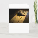 Search for napping photography Cat