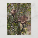 Search for black tailed postcards Mammal