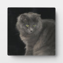 Search for cat plaques Cute