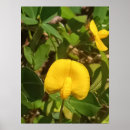 Search for perennials art Plant