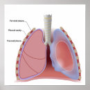 Search for cavity posters Medicine