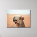 Search for funny camel art Animal