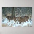 Search for buck and doe art Winter