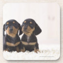 Search for doxies barware Animal