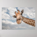 Search for funny giraffe posters Curious
