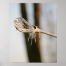 Search for lacrosse stick posters Outdoors