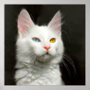 Search for blue eyed cat posters Kitty