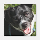 Search for black chihuahua Green