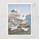 Search for gull postcards Vintage