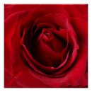 Search for deep red posters Rose