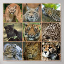 Search for wildcat posters Leopard