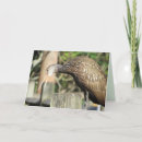 Search for curious cards Wild animal