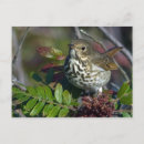Search for hermit thrush Wildlife