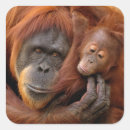 Search for baby orangutan stickers Ape