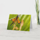 Search for monarch butterfly cards Nature