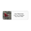 Search for photo of a cardinal Avian