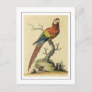 Search for vintage bird illustration postcards Wildlife