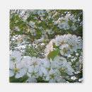 Search for white bloom magnets Pink