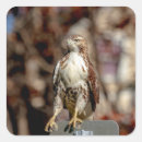 Search for red tailed hawk stickers Raptor