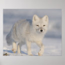 Search for coastal plain posters Environment
