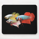 Search for siamese fighting fish mousepads Splendens