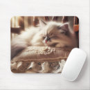 Search for ragdoll electronics Kitten