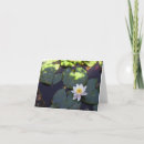 Search for water lily cards Flowers