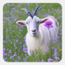 Search for cute goat stickers Country