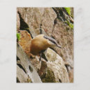 Search for nuthatch postcards Bird