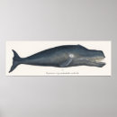 Search for vintage whale posters Antique