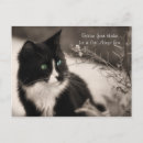 Search for adoptable postcards Cat adoption