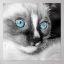 Search for persian blue posters White