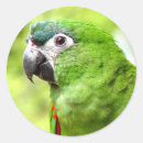 Search for parrots stickers Birds