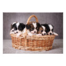 Search for no littering posters Puppies