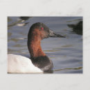 Search for canvasback Birds