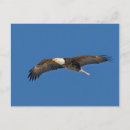 Search for flap postcards Flying