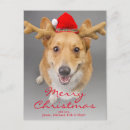Search for pembroke corgi christmas cards Colour image
