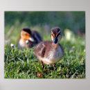 Search for ducky art Duckling