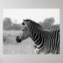 Search for black white zebra posters Animals