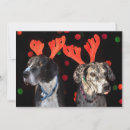 Search for great dane christmas cards Pets
